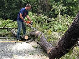 Best Storm Damage Tree Cleanup  in Midfield, AL