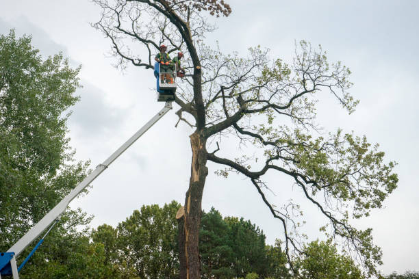 Best Hazardous Tree Removal  in Midfield, AL