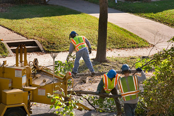 Best Tree Trimming and Pruning  in Midfield, AL