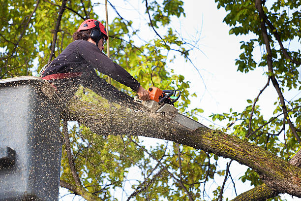 Best Emergency Tree Removal  in Midfield, AL