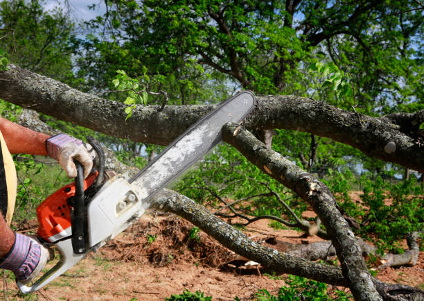 Reliable Midfield, AL Tree Services Solutions